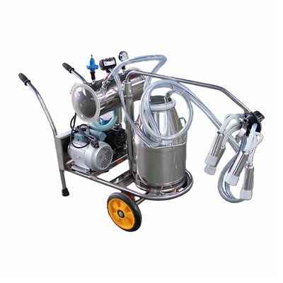 Moun ki pa marye bèf lèt machin